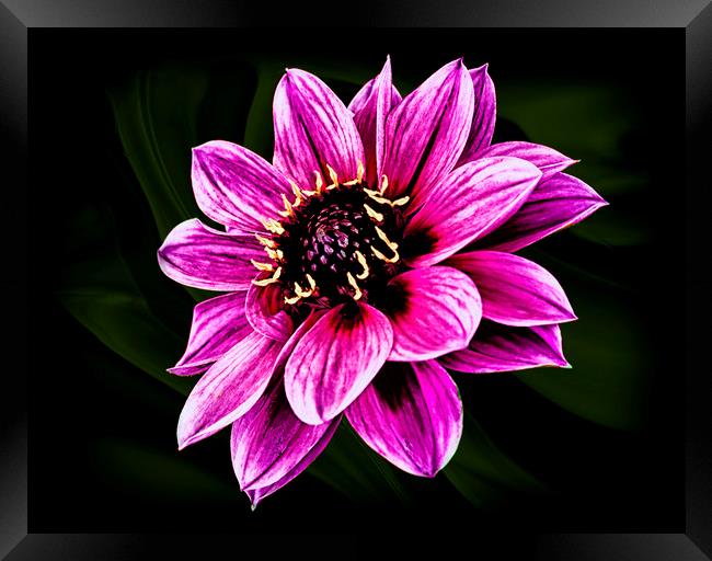 Dahlia Fascination Framed Print by Jonathan Thirkell