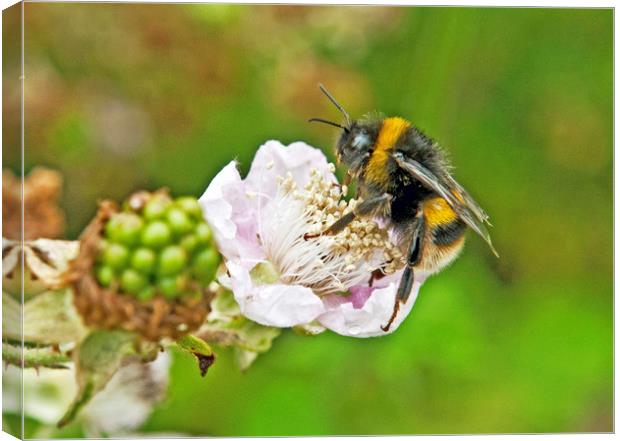 Bumble Bee on Bramble Flower Canvas Print by Nick Jenkins