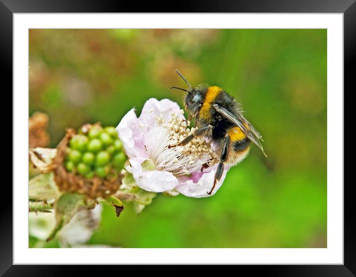 Bumble Bee on Bramble Flower Framed Mounted Print by Nick Jenkins