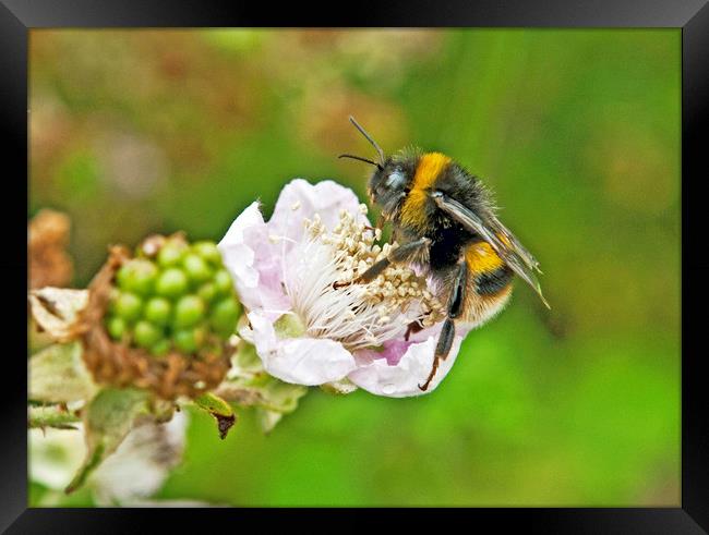 Bumble Bee on Bramble Flower Framed Print by Nick Jenkins