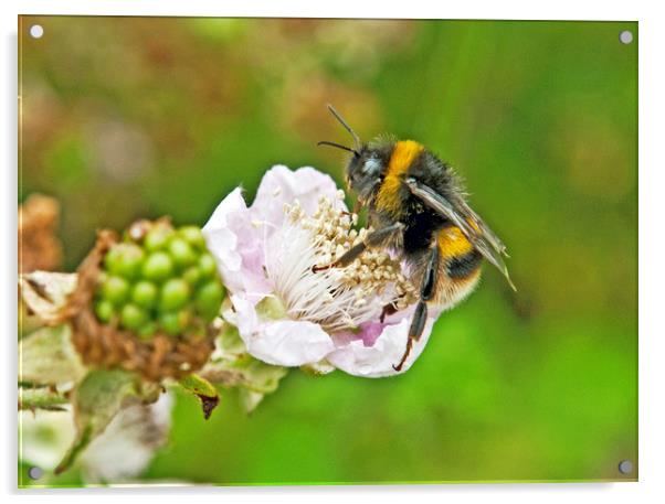 Bumble Bee on Bramble Flower Acrylic by Nick Jenkins