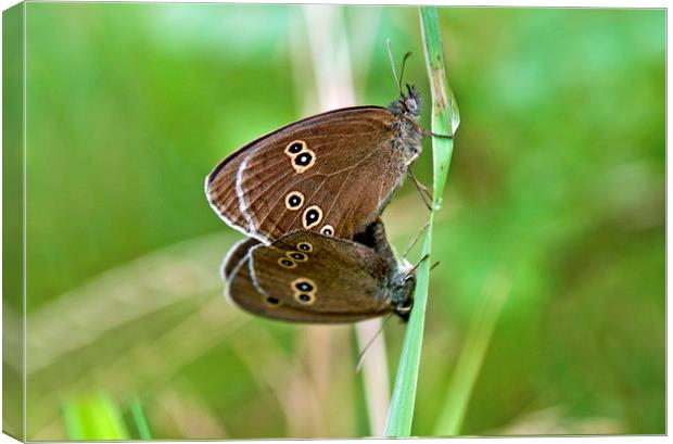 Ringlet Butterflies Meeting Up and Mating Up.  Canvas Print by Nick Jenkins