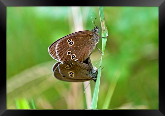 Ringlet Butterflies Meeting Up and Mating Up.  Framed Print by Nick Jenkins