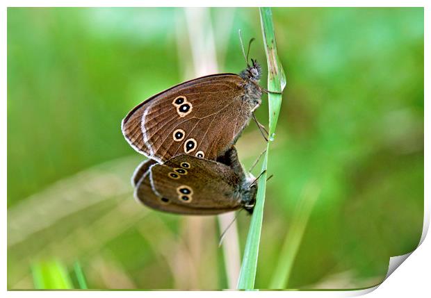 Ringlet Butterflies Meeting Up and Mating Up.  Print by Nick Jenkins