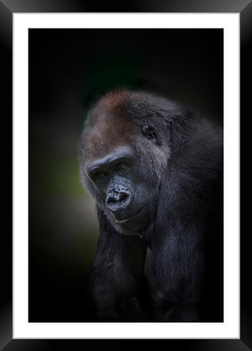 Lowland gorilla  Framed Mounted Print by Paul Fine