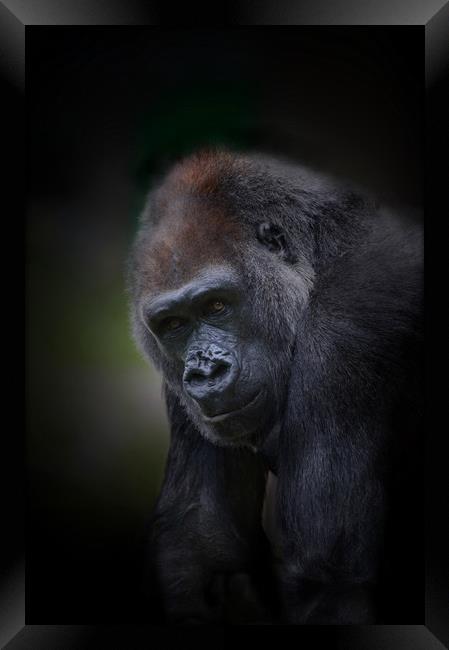 Lowland gorilla  Framed Print by Paul Fine