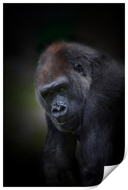 Lowland gorilla  Print by Paul Fine
