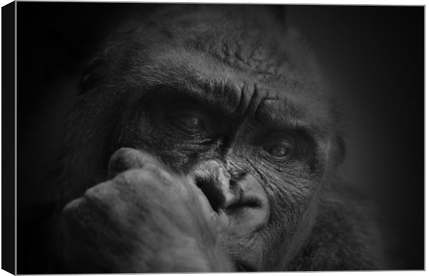 The thinker Canvas Print by Paul Fine