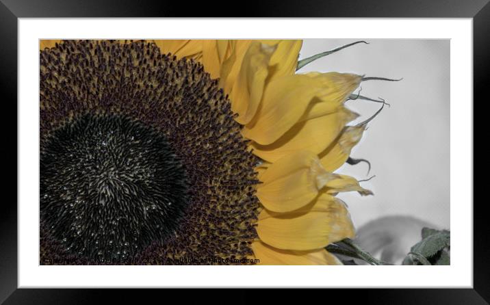 Smile Framed Mounted Print by Claire Castelli