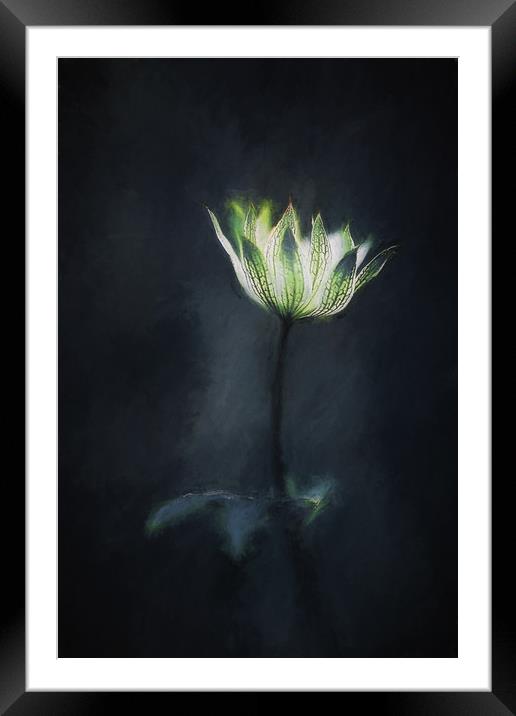 Astrantia Framed Mounted Print by clint hudson