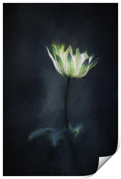 Astrantia Print by clint hudson