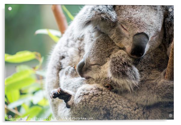 Koala mother and baby joey asleep cuddling Acrylic by Kylie Ellway