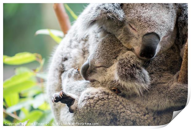 Koala mother and baby joey asleep cuddling Print by Kylie Ellway