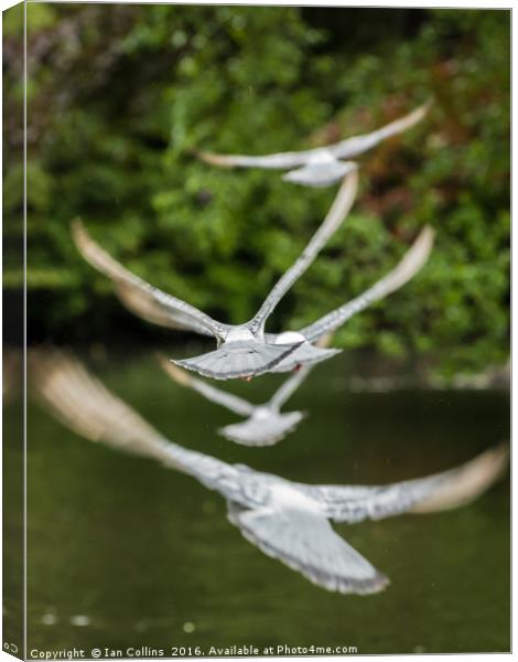 Flying Away Canvas Print by Ian Collins