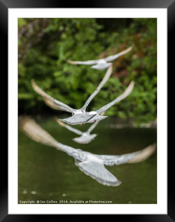 Flying Away Framed Mounted Print by Ian Collins