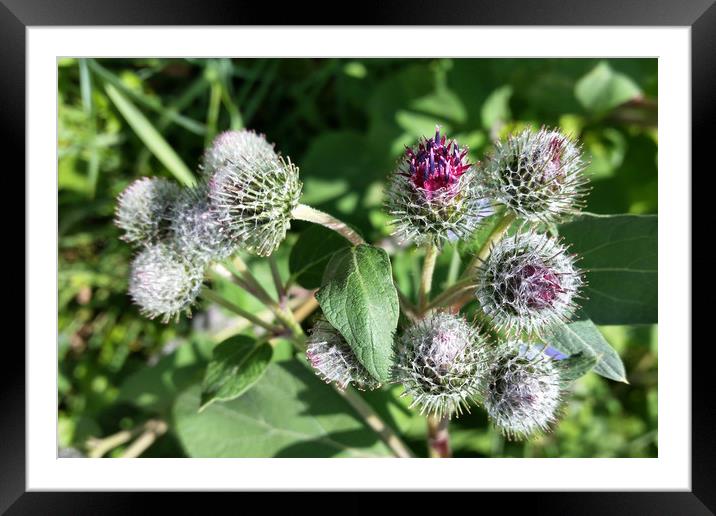 lace over thistle Framed Mounted Print by Marinela Feier
