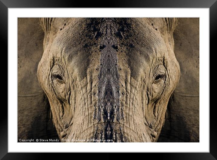 Elephant Portrait Framed Mounted Print by Steve Mundy
