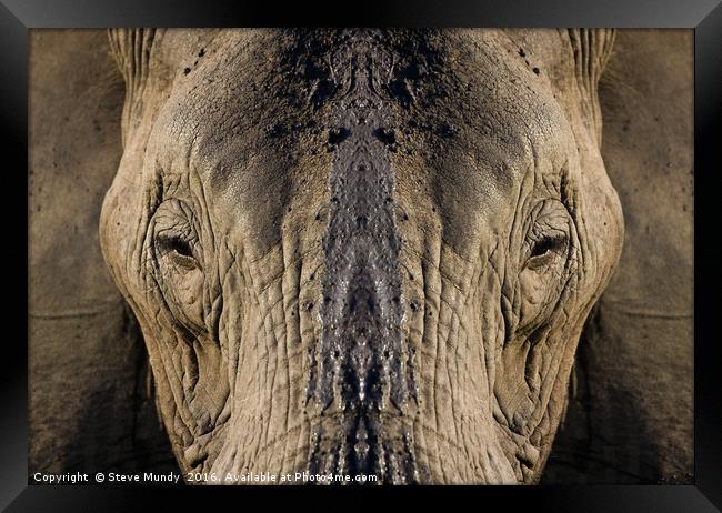Elephant Portrait Framed Print by Steve Mundy