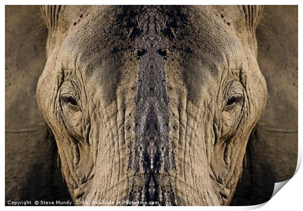 Elephant Portrait Print by Steve Mundy
