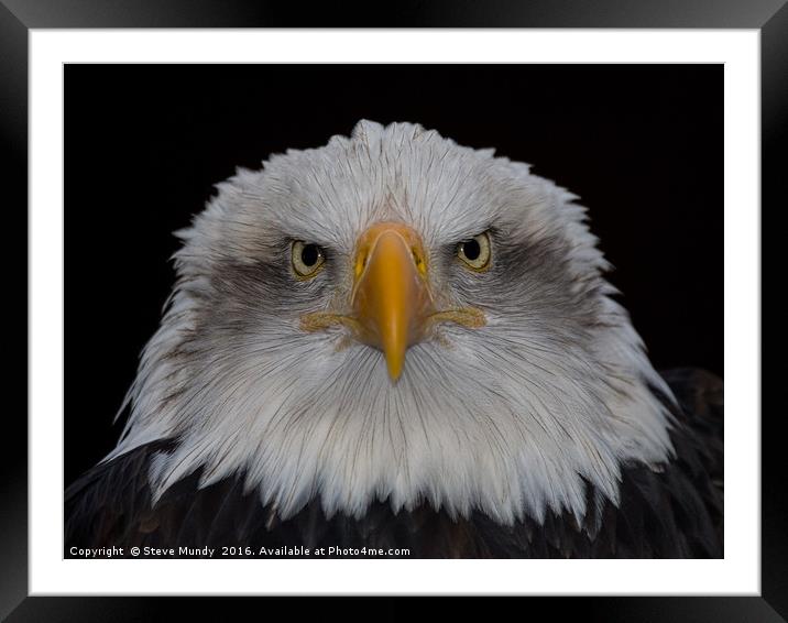 Bald Eagle Framed Mounted Print by Steve Mundy