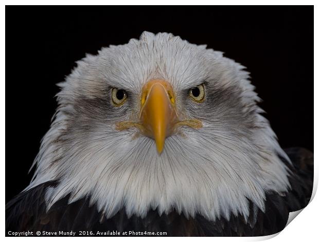 Bald Eagle Print by Steve Mundy