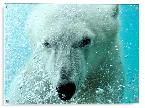 Polar Bear Acrylic by Arterra 