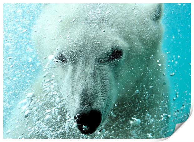 Polar Bear Print by Arterra 