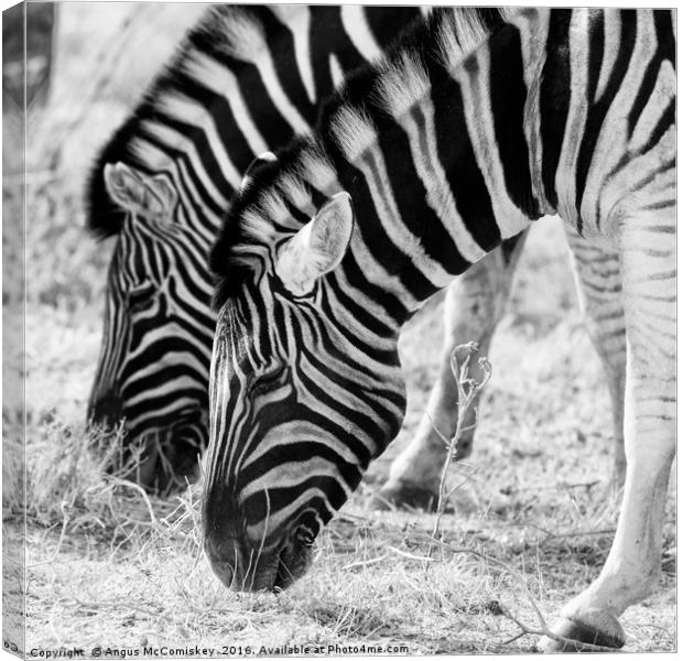 Zebras grazing, Etosha National Park, Namibia Canvas Print by Angus McComiskey