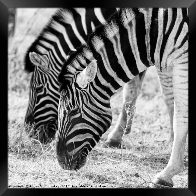 Zebras grazing, Etosha National Park, Namibia Framed Print by Angus McComiskey