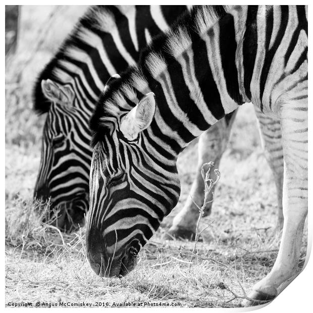 Zebras grazing Print by Angus McComiskey