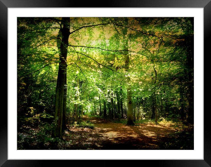 Avon Forest View. Framed Mounted Print by Heather Goodwin