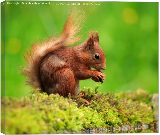 Red Squirrel with a nut Canvas Print by Louise Heusinkveld