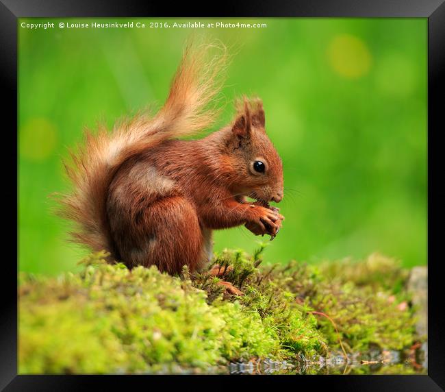 Red Squirrel with a nut Framed Print by Louise Heusinkveld