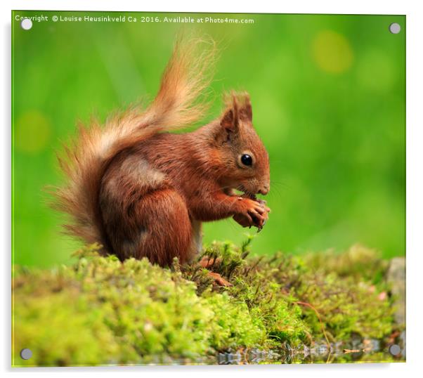 Red Squirrel with a nut Acrylic by Louise Heusinkveld