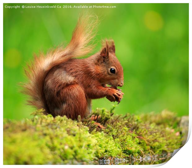 Red Squirrel with a nut Print by Louise Heusinkveld