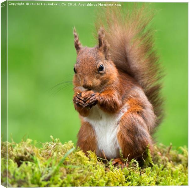 Red Squirrel with a nut Canvas Print by Louise Heusinkveld