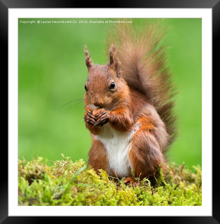 Red Squirrel with a nut Framed Mounted Print by Louise Heusinkveld