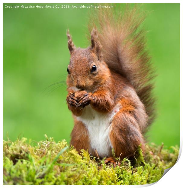 Red Squirrel with a nut Print by Louise Heusinkveld