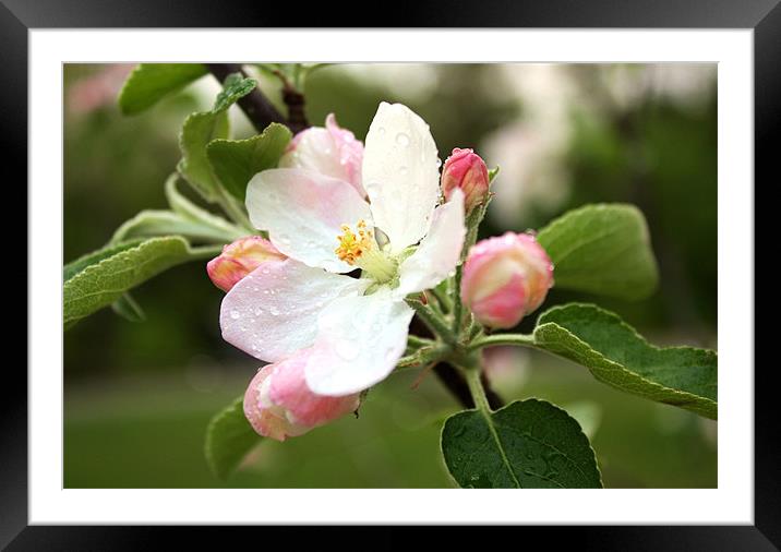 Apple Blossom Framed Mounted Print by Jean Scott