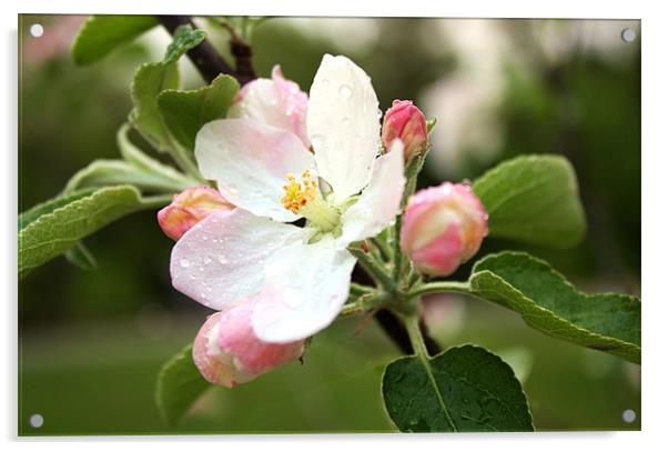 Apple Blossom Acrylic by Jean Scott
