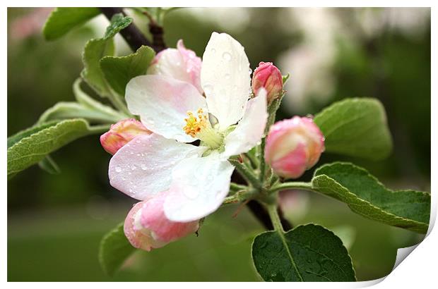 Apple Blossom Print by Jean Scott