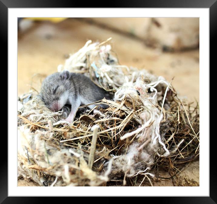 Baby sleeping mouse Framed Mounted Print by Jean Scott