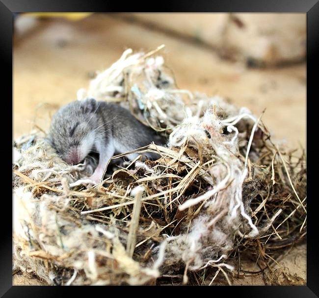 Baby sleeping mouse Framed Print by Jean Scott