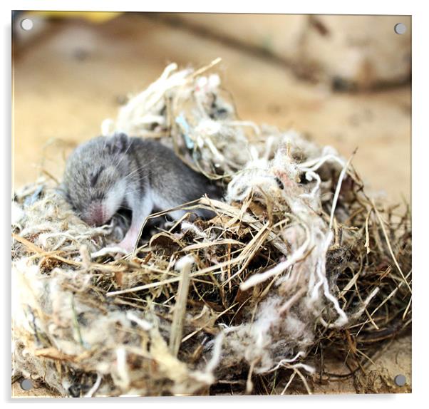 Baby sleeping mouse Acrylic by Jean Scott