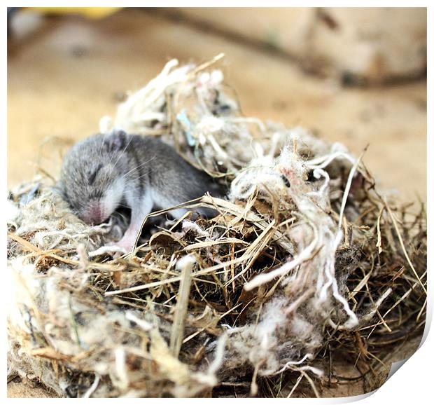 Baby sleeping mouse Print by Jean Scott