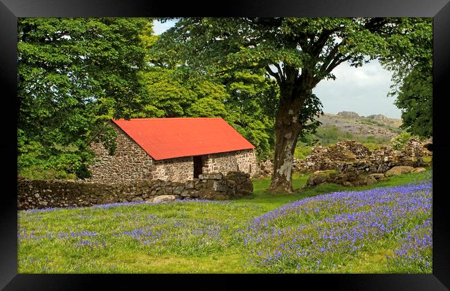 The Emsworthy Bluebells and Barn Dartmoor Framed Print by Nick Jenkins