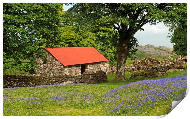 The Emsworthy Bluebells and Barn Dartmoor Print by Nick Jenkins