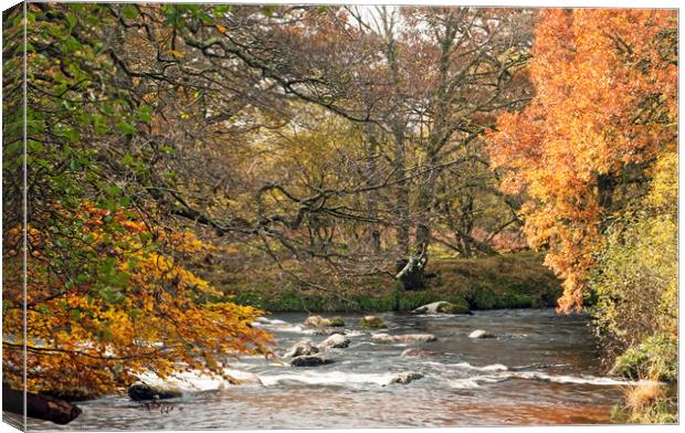 Where The East and West Dart Rivers Meet on Dartmo Canvas Print by Nick Jenkins