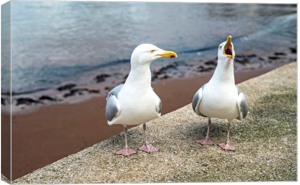 Mr and Mrs Gull Chatting at Paignton Harbour Canvas Print by Nick Jenkins