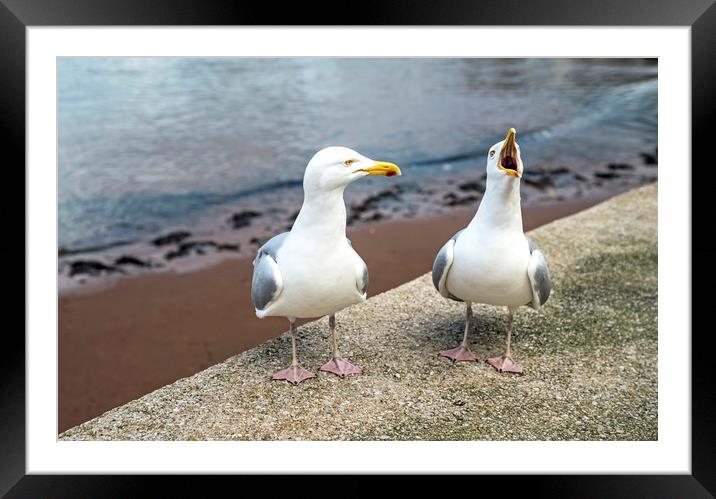 Mr and Mrs Gull Chatting at Paignton Harbour Framed Mounted Print by Nick Jenkins
